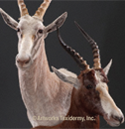 blesbok